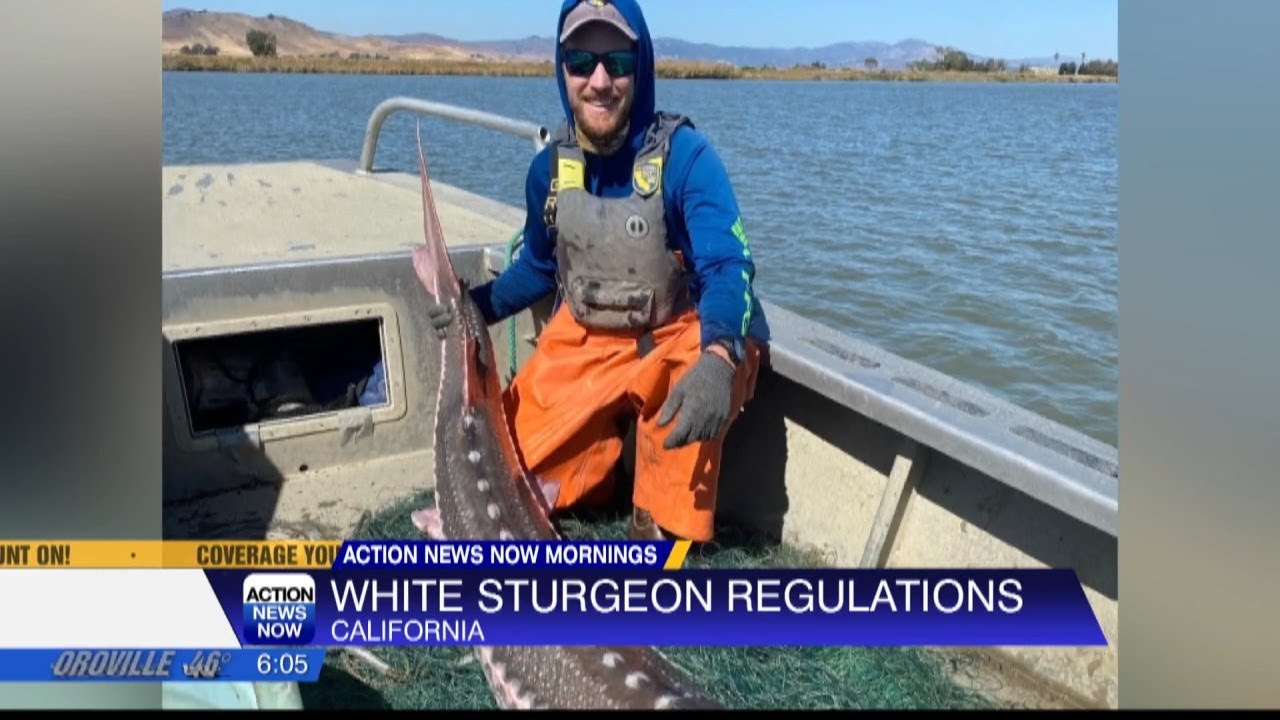 New emergency regulations set to protect white sturgeon in California