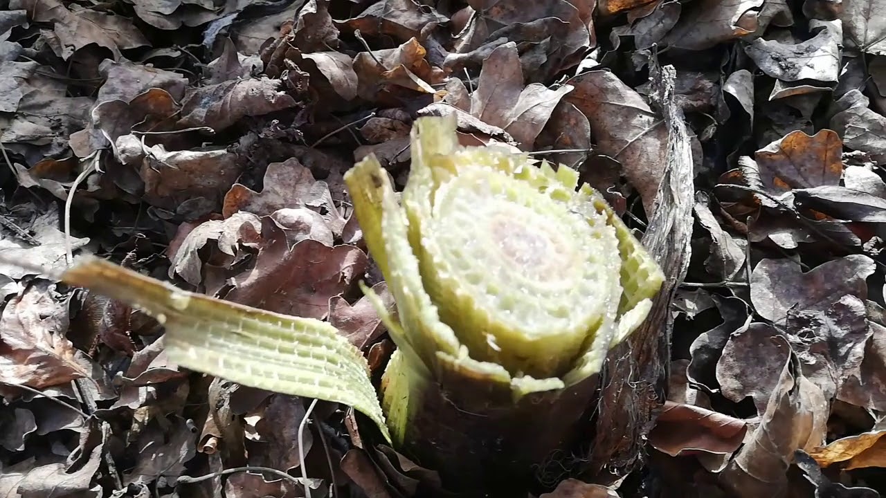 #15 Rckschnitt der Bananenstauden nach dem Wintersturm