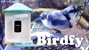 Birdfy Feeder: A Birdfeeder with a Camera!
