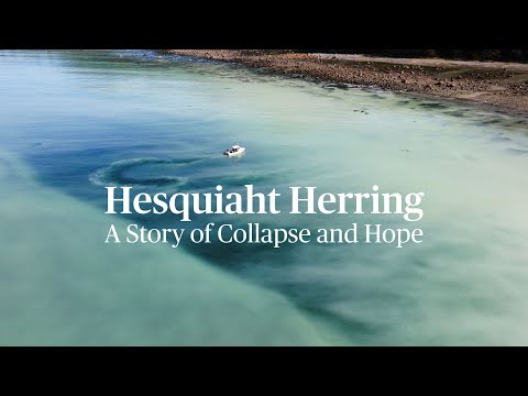 Rebound of the Hesquiaht Herring Spawn