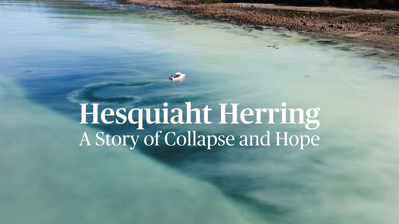 Rebound of the Hesquiaht Herring Spawn