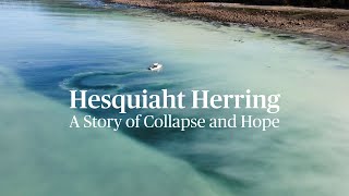 Rebound of the Hesquiaht Herring Spawn