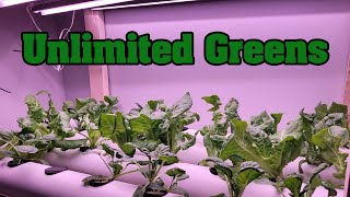 How To Build A DIY Hydroponic System To Grow Food At Home
