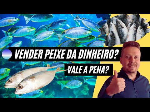 Vídeo: Onde Vender Peixe