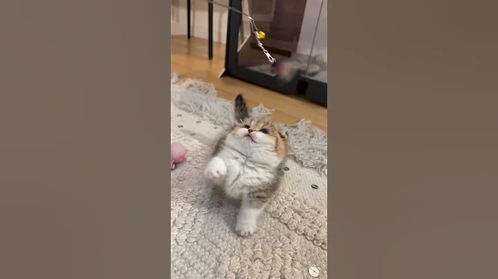Watch the video about The cutest munchkin with a heart full of fluff and sweetness! Watch him play #cats #shorts #cats