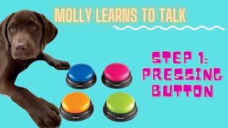 Molly Learns To Talk! Step 1: Teaching 10 week old puppy how to press the button