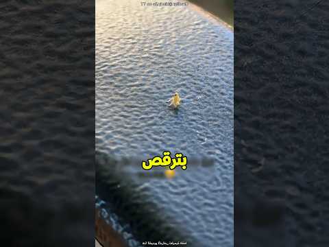 بنت بتلاقي حشرة صغيؤة بترقص