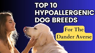 Hypoallergenic dog breeds. Informative content to aid in pet selection.