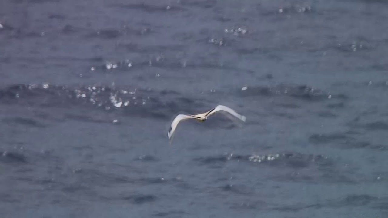 シラオネッタイチョウ 1 夏鳥 南硫黄島とロタ島 White Tailed Tropicbird Wild Bird 野鳥 動画図鑑 Youtube