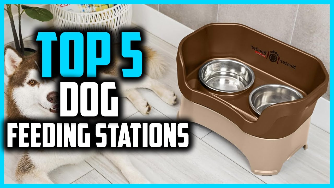 ✅Top 5 Best Dog Feeding Stations On The Market In 2026 Reviews