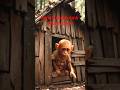 Poor Baby Monkey Living Alone in a Broken Hut | Emotional Story in the Jungle #aavekaistory #viral