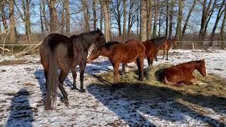 1. Korinther 13, 13 mit Nala und Balou - 13. 02.2021