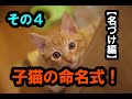 その４　拾った子猫に名前をつける。先住猫「うに」と良いペアになることを願ってつけた名は･･･？　保護猫日記＃４【名づけ編】