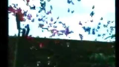 Prototype Original Xbox - Butterfly & Garden Tech Demo