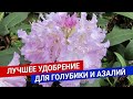 Лучшее удобрение для голубики и азалий