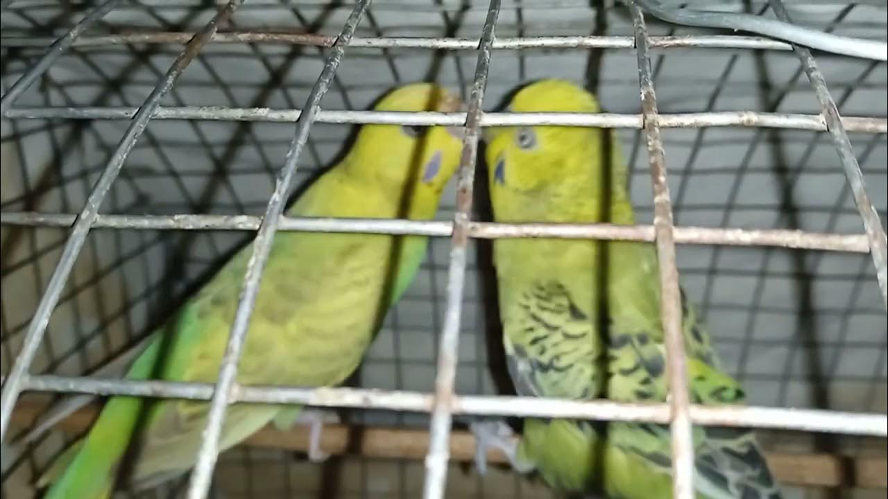 budgies fighting 😱 /budgies breeding in small cage/howto take care of