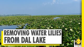 Kashmir Connect: Removing water lilies from Dal lake screenshot 3