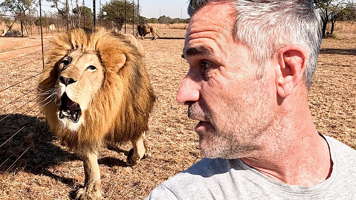 How to Understand LIONS? | The Lion Whisperer