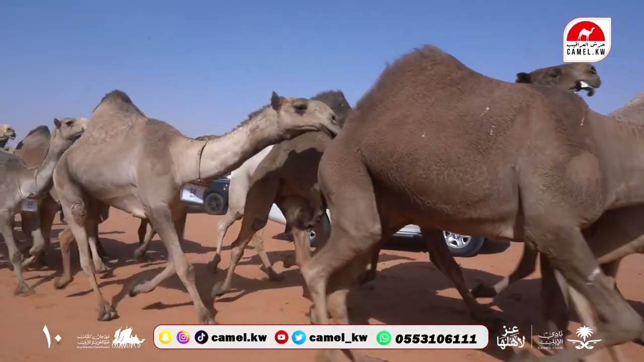 مسيرة سمارات بيرق الموحد شعل للمالك حامد بن سعود بن سمار في مهرجان الملك عبدالعزيز للإبل 10