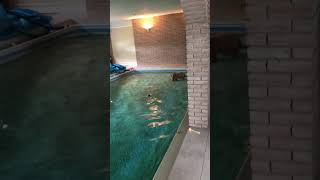 Scoobs enjoying the pool before it was redone! Press subscribe for a Scooby snack! #Shorts