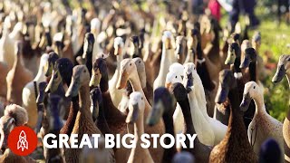 Download Lagu Got a Pest Problem? Call the Quack Squad MP3