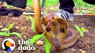 Cobra Stuck In Well Gets Help Out — And An Invitation To Go Back Home | The Dodo
