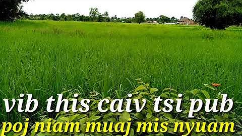 vib​ this caiv tsi​ pub muaj​ mis​ nyuam​ nawb​