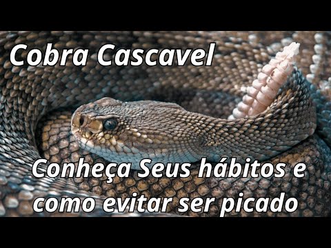 Cobra cascavel: conheça