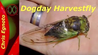 This is the swamp cicada (neotibicen tibicen) not dogday harvestfly
canicularis). in video, i am talking about a type of known as the...