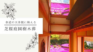 芝桜庭園樹木葬│樹木葬参道の天井鏡に満開の芝桜│奈良県速成寺