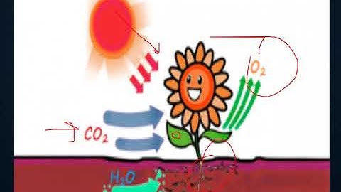 Digestive system in invertebrates part 1