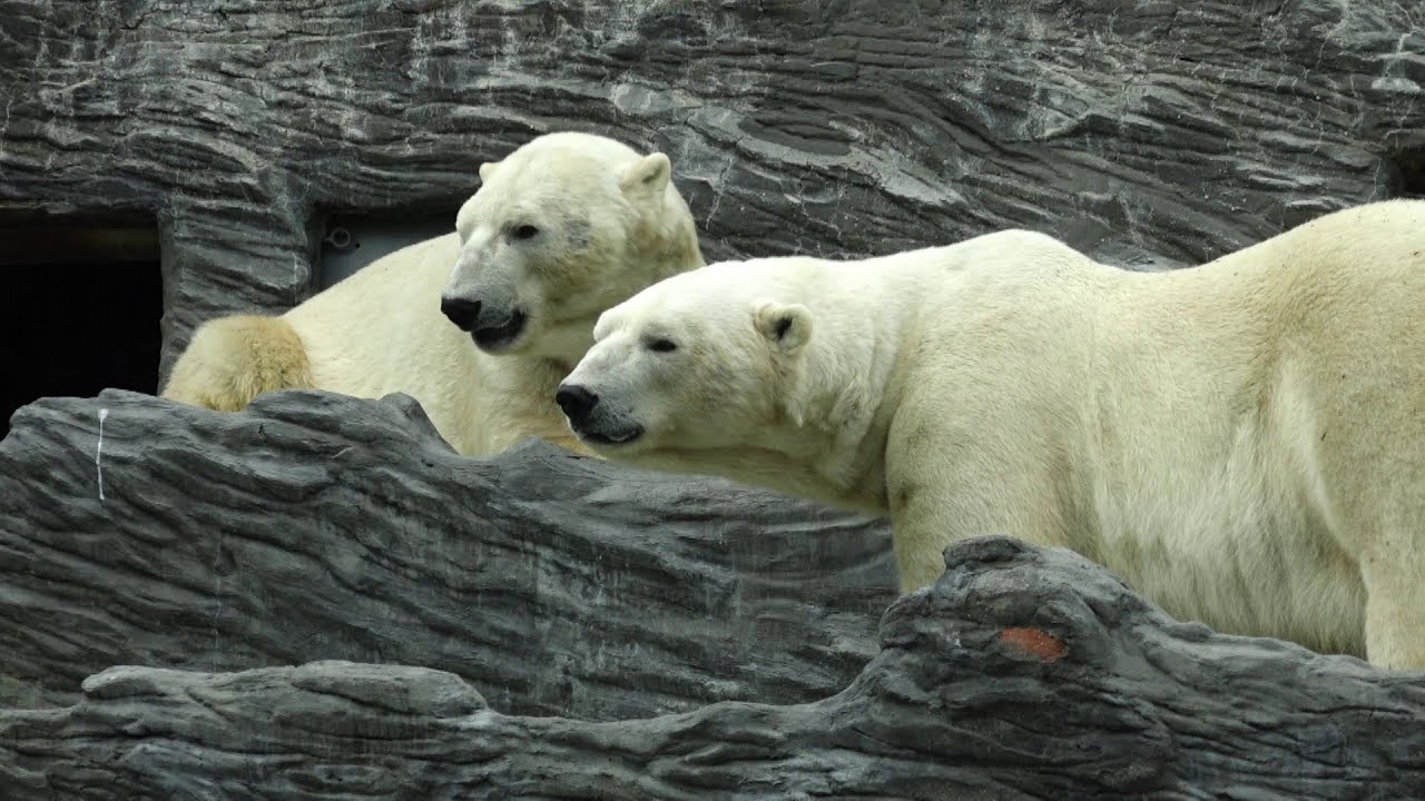 Lední medvědi ze Zoo Praha jsou pořádní jedlíci: Každý spořádá 25 kg masa denně