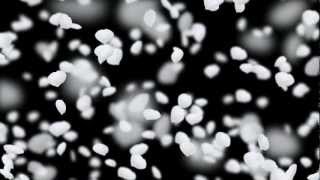 Free wedding background full HD - falling flower petals white animation.