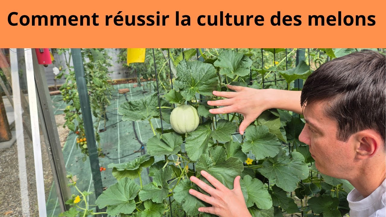 Comment réussir la culture des melons