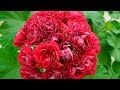 Ungarik Appleblossom Rosebud, шикарный малиновый розебуд