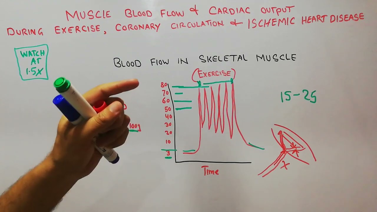 CVS 187 Skeletal muscles blood flow How Muscles blood flow