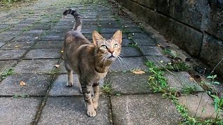 喜んでモフられにきたけど散歩中の犬が気になって落ちつかない野良猫