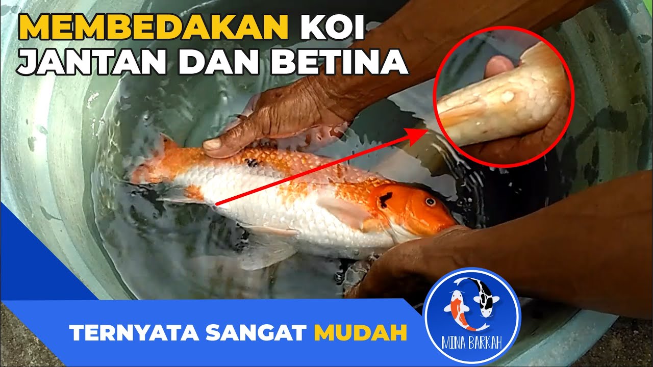 Cara Membedakan Ikan Koi Jantan dan Betina - YouTube