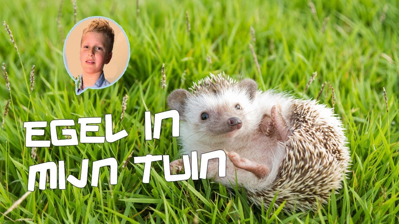 Er zit een egel in mijn tuin!!!! - YouTube