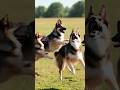 DOGS PLAYING HAPPILY #shortvideo #dog #aianimation #cuteanimals