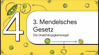 Klische Genetik Die 3 Mendelschen Regeln Einfach Erklärt Genotyp, Phänotyp & Kreuzungen
