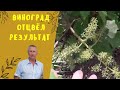 Виноград отцвёл. Результат опыления.