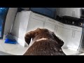 Labrador Retriever Puppy Left Home Alone With GoPro!