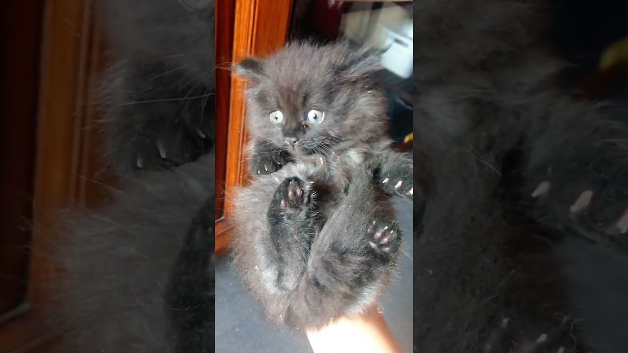 A Cute Little Black Cat  