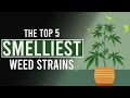 The 5 smelliest cannabis strains in the world