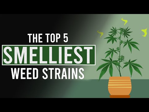 The 5 Smelliest Cannabis Strains In The World!