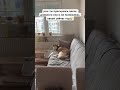 жиза, девочки😅 #хаски #ласка_холодок #собака #siberianhusky #юмор #husky #dog