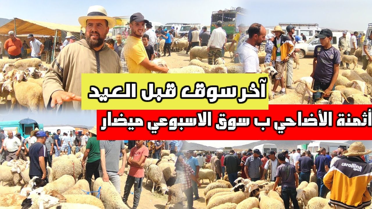 السوق الأخير قبل العيد أثمنة الأضاحي بسوق #ميضار عمالة #الدريوش+ تصريحات التجار بخصوص دخول #الجالية