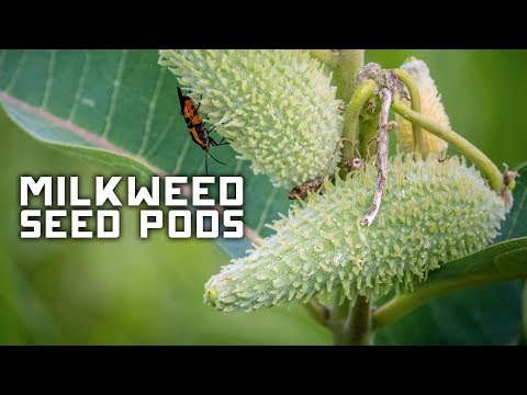 What Do Milkweed