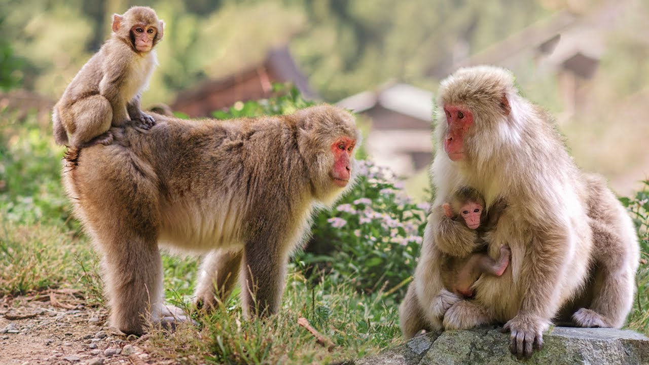 Mother Snow Monkey Giving Birth Sucess To Cute Baby Youtube